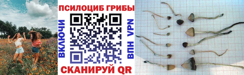 где купить наркоту  Новосиль  Псилоцибиновые грибы Psilocybine cubensis 